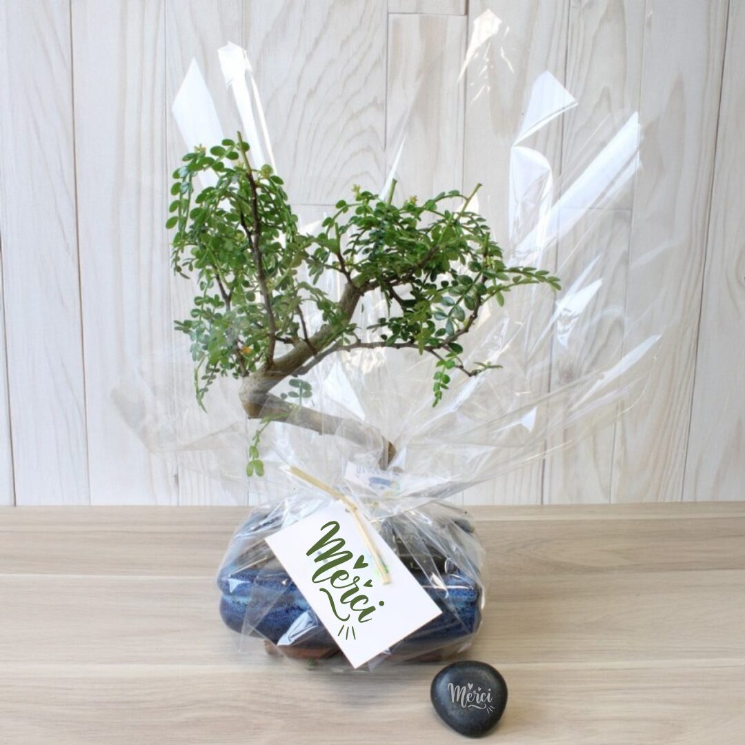 Bonsai personnalisé avec logo
