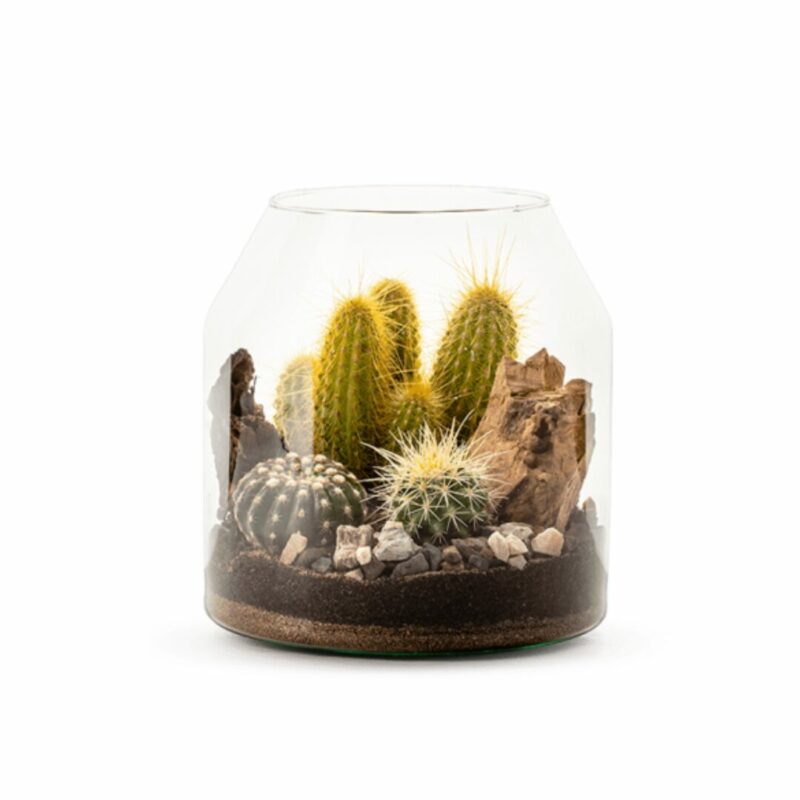 Terrarium cactus personnalisé et décor
