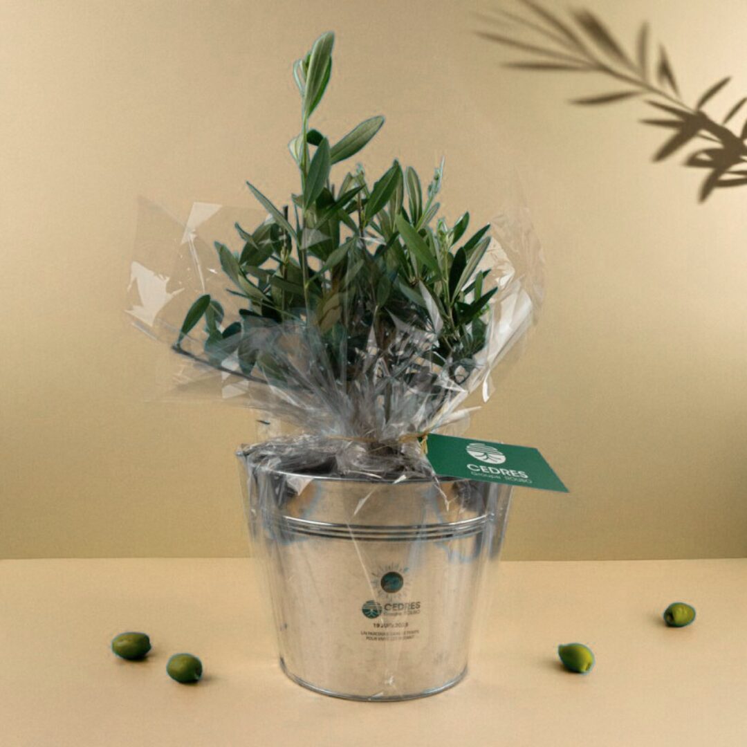 olivier a planter personnalisé avec logo