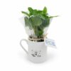 Plante en mug - caféier publicitaire