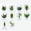 variété plante de bureau