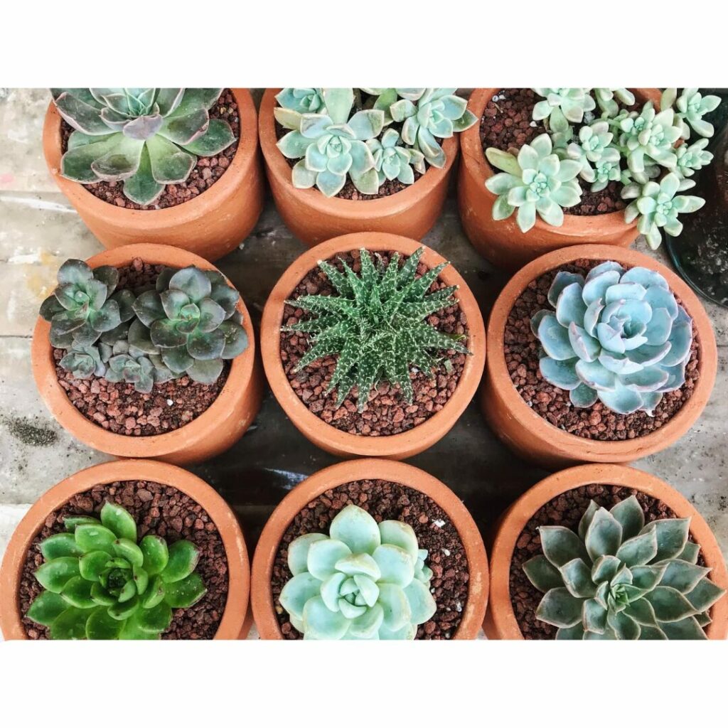 Plantes succulentes en pot