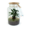 Terrarium avec logo entreprise