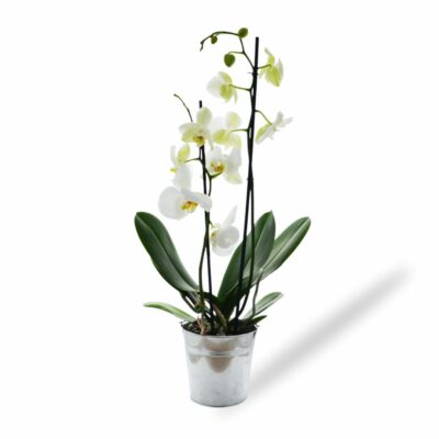 Orchidée publicitaire blanche personnalisée