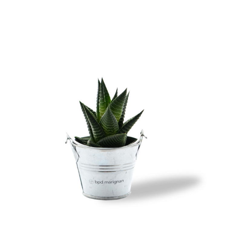 Petite plante pot zinc personnalisable