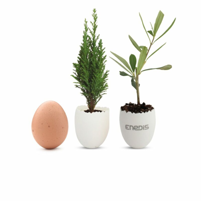 Plant d'arbre pot oeuf – Image 2