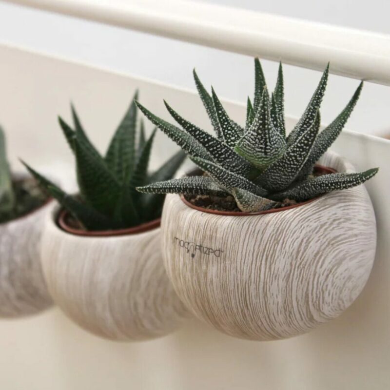 Plante personnalisée