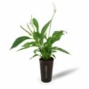 Plante pot en gobelet lin français