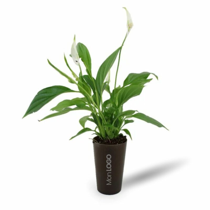 Plante pot en gobelet lin français
