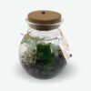 Terrarium cadeau d'entreprise