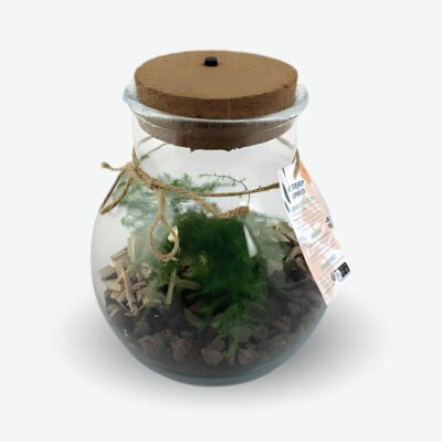 Terrarium cadeau d'entreprise