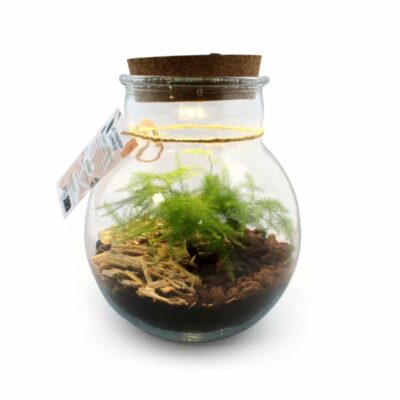 Terrarium lumineux avec logo