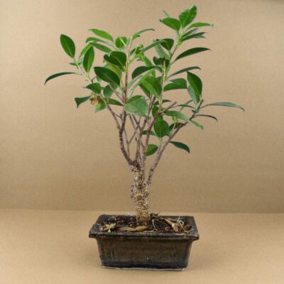 Bonsaï publicitaire