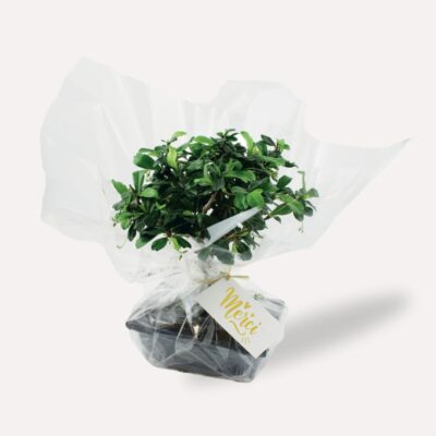 Bonsaï boule avec logo pour cadeau d'entreprise