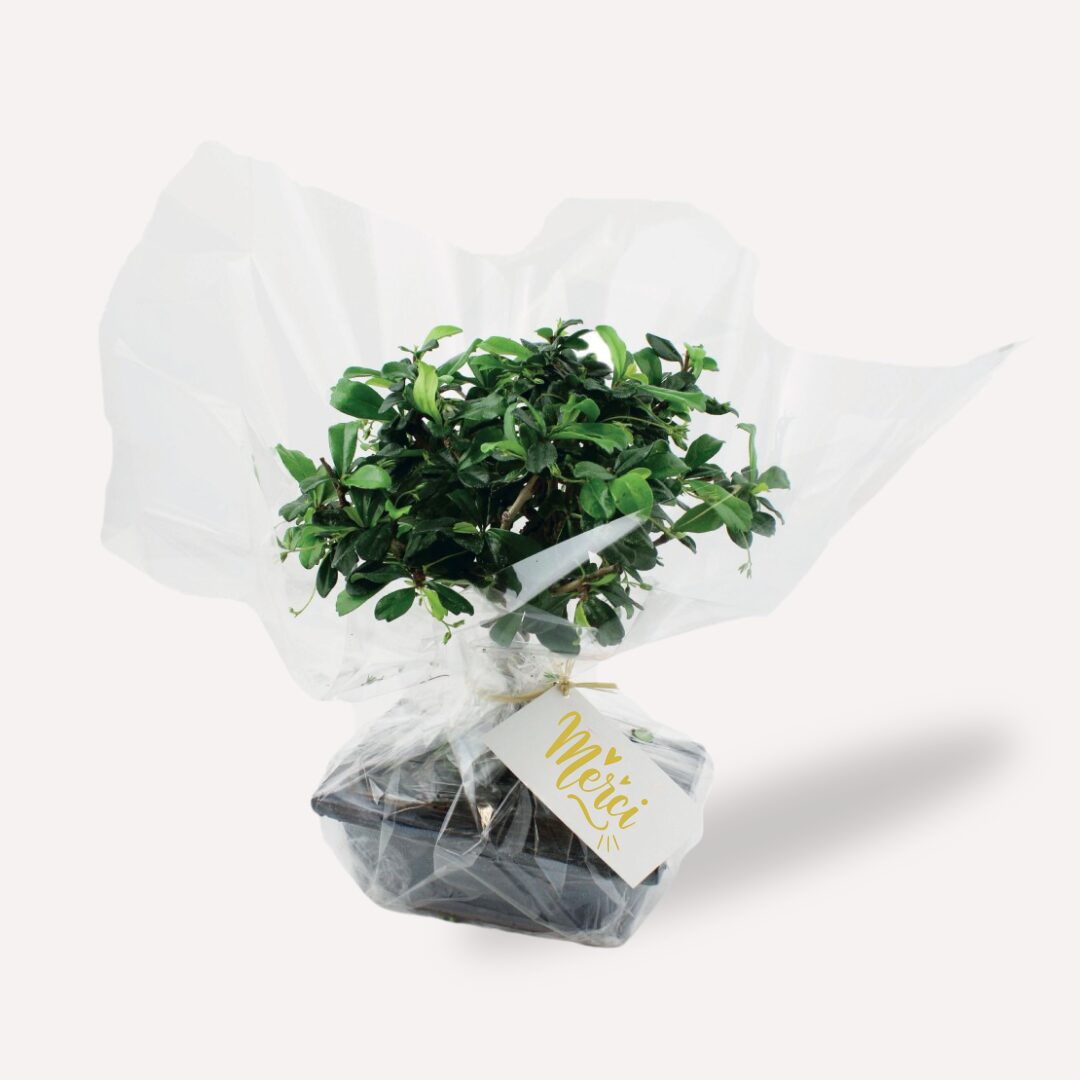 Bonsaï boule avec logo pour cadeau d'entreprise