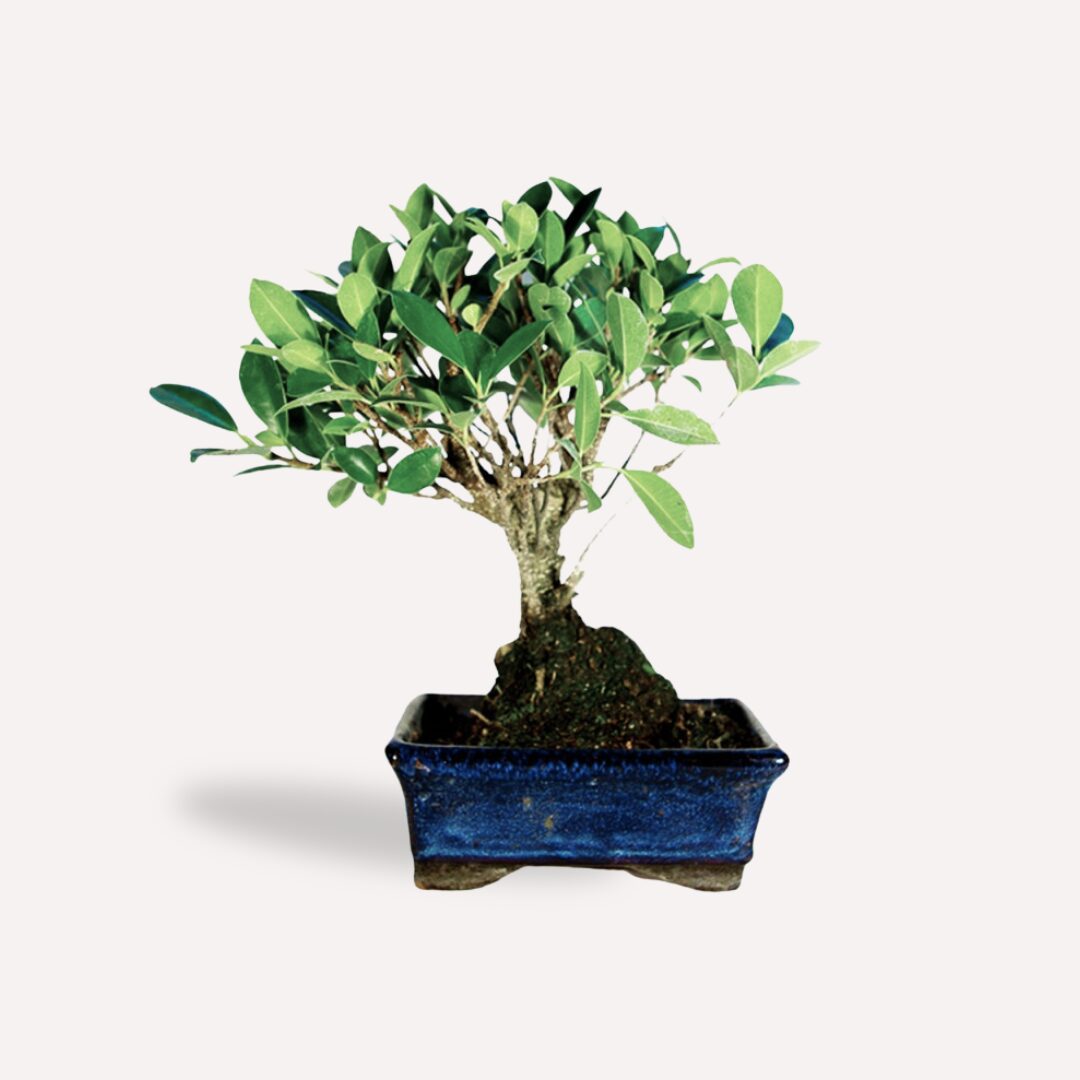 Plante avec logo bonsai