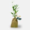 plant d'arbre pour entreprise a offrir