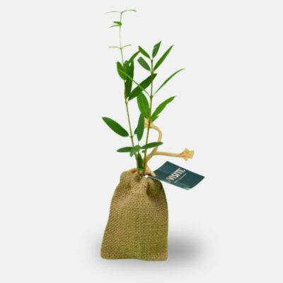 plant d'arbre pour entreprise a offrir