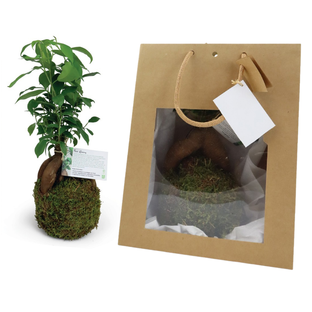 Kokedama personnalisé – Ficus Ginseng – Image 2