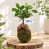 Kokedama personnélisé pour cadeau d'entreprise