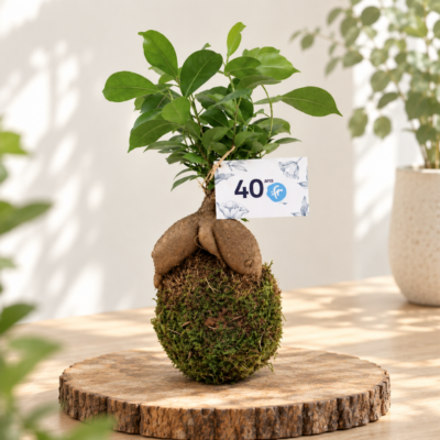 Kokedama personnélisé pour cadeau d'entreprise