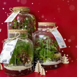 Nos terrariums avec logo